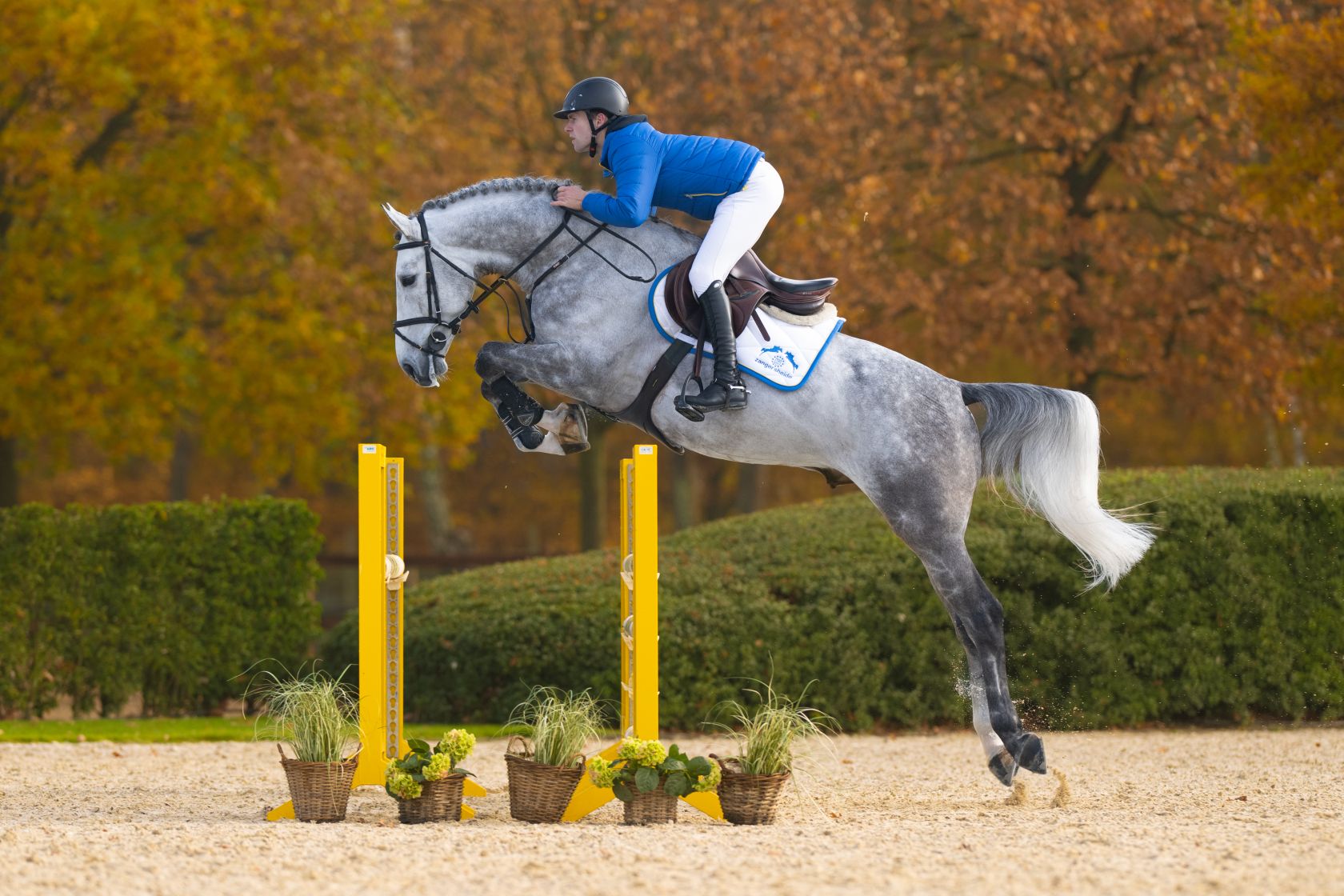 AGANIX DU SEIGNEUR Z - UNPRECEDENTED SIRING QUALITIES! | Studfarm 
